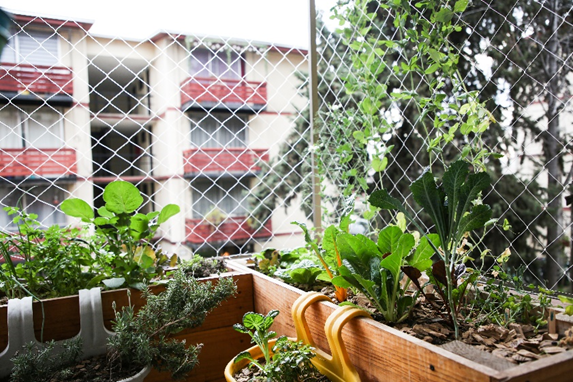 ¿Cómo hacer un huerto en casa?