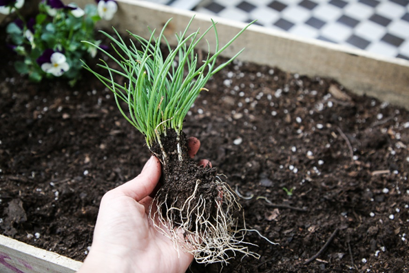 Huerto en casa, ¿qué plantar?